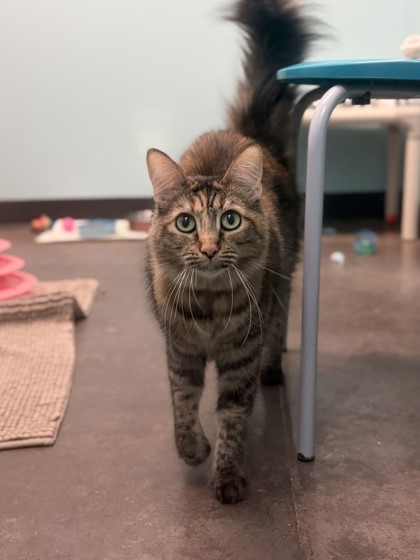 Medium brown and orange Domestic Medium Hair mix cat | Sunday