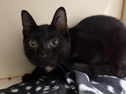 Small black and white Domestic Shorthair mix kitten | Pink Lady