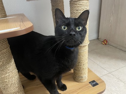 Medium black Domestic Shorthair mix cat | Bowser