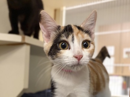 Small black and white Domestic Shorthair mix kitten | Air Fryer
