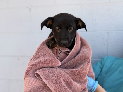 Medium black and brown Australian Cattle Dog mix puppy | Ike