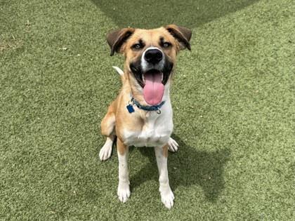 Medium brown and white German Shepherd mix puppy | Barnes