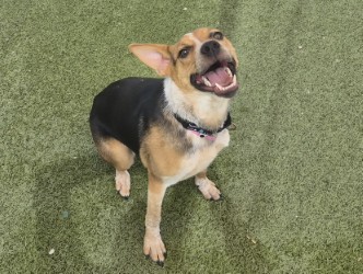 Medium brown and black Australian Cattle Dog mix puppy | Shay