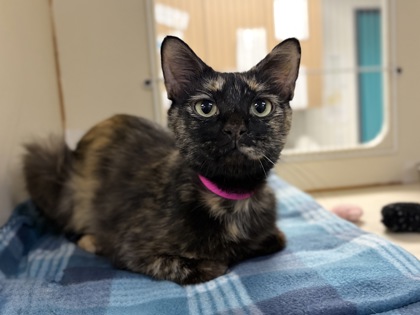 Dark brown and black cat resting on a blue blanket | Vermillion