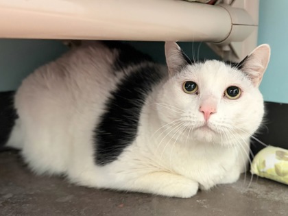 Large white and black Domestic Shorthair mix cat | Gunther