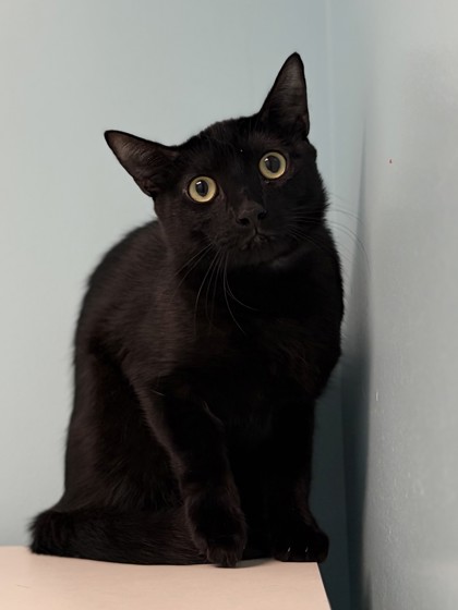 Medium black Domestic Shorthair mix kitten | Timon