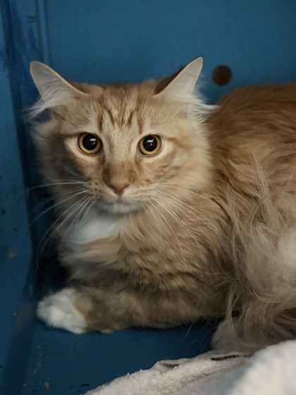 Medium orange and white Domestic Longhair mix kitten | Pumbaa
