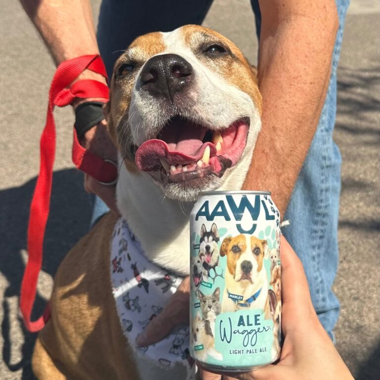 A tan and white dog on a red leash grins up at the camera while a person holds an AAWL Ale Wagger light pale ale can beside it
