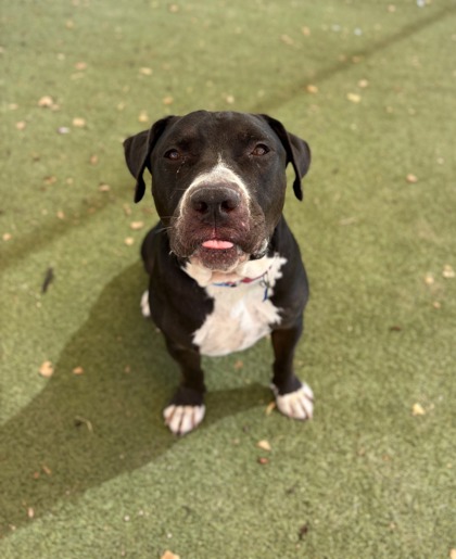 Large black and white American Staffordshire Terrier mix dog | Hank the Tank