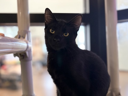Small black Domestic Shorthair mix kitten | Acorn