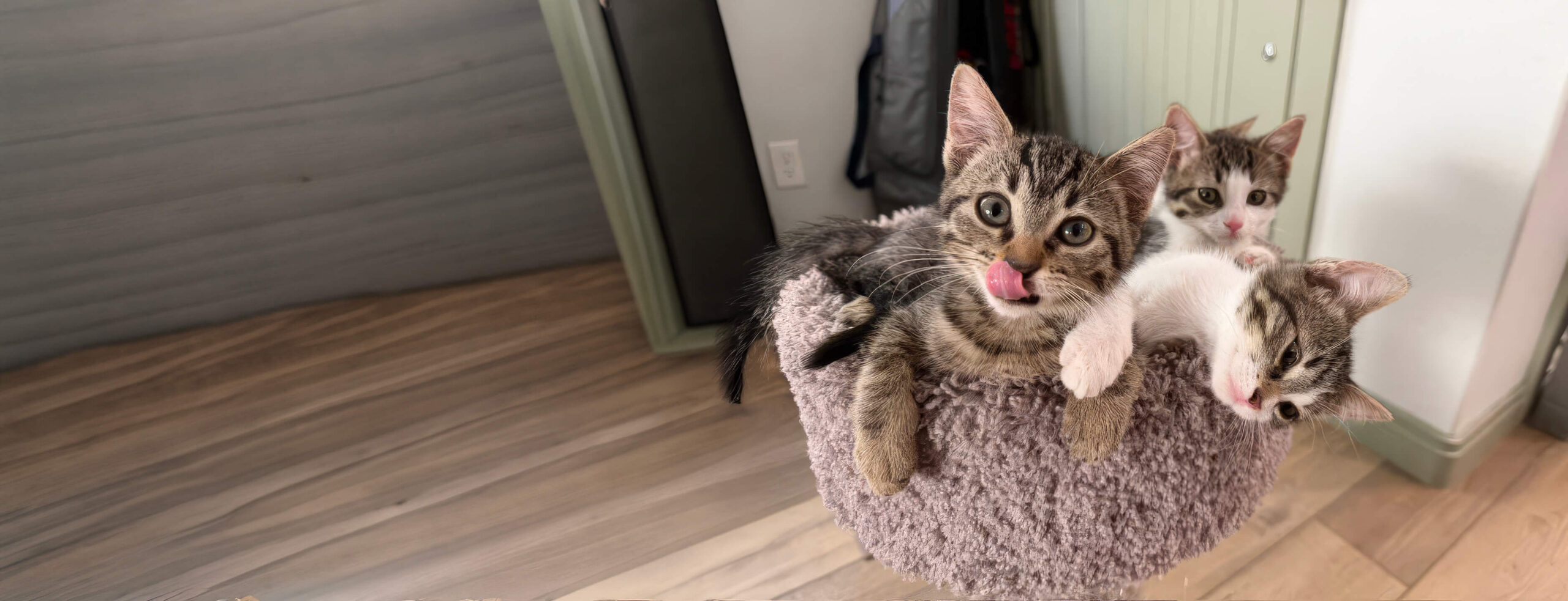 Three tabby kittens pile together in a round grey cat bed, one licking its nose