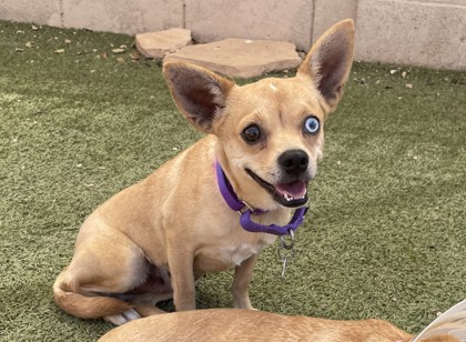 Small tan Short Coat Chihuahua mix dog | Ricotta