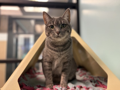Medium grey Domestic Shorthair mix cat | Tara