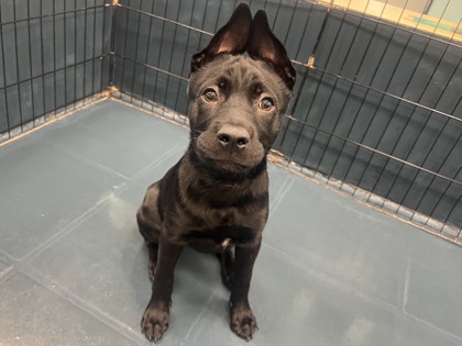 Medium black Australian Cattle Dog mix puppy | Skittle