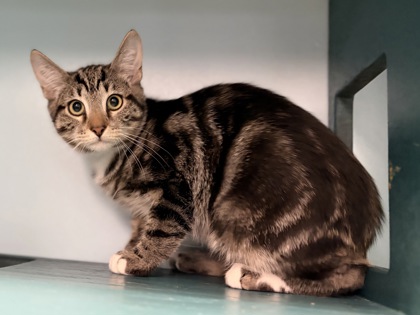 Small brown and white Domestic Shorthair mix kitten | Proton
