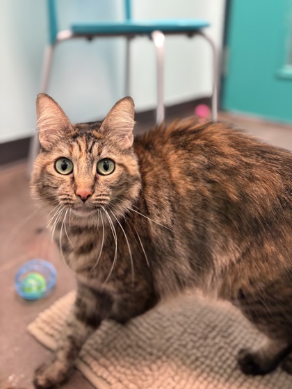 Medium brown and orange Domestic Medium Hair mix cat | Sunday