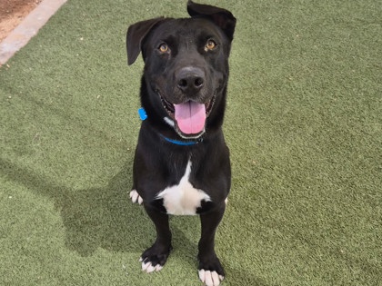 Large black and white Labrador Retriever mix dog | Barrett