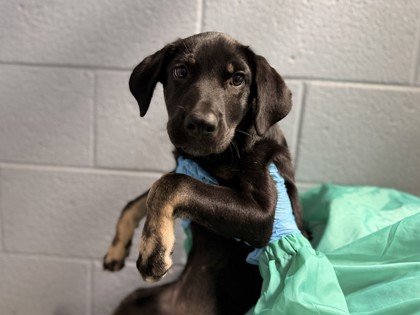 Small black and tan Alaskan Husky mix puppy | Storm