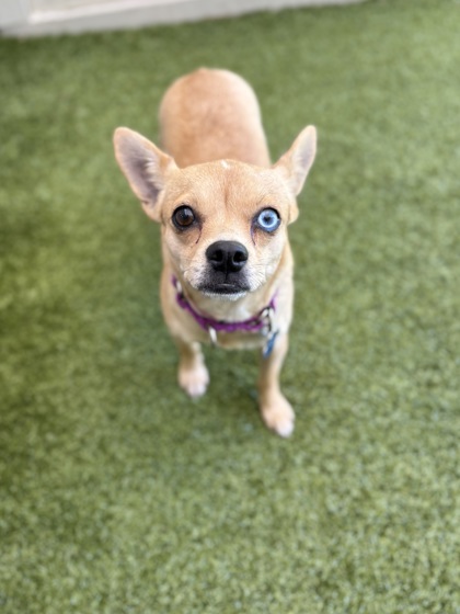 Small tan Short Coat Chihuahua mix dog | Ricotta