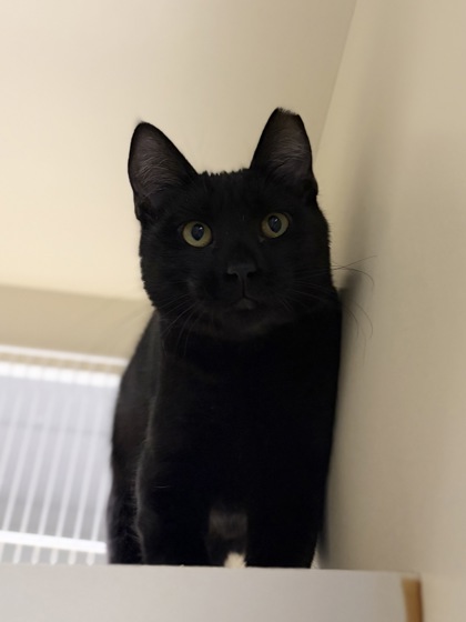 Small black Domestic Medium Hair mix kitten | Higgins