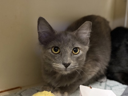 Small grey and cream Domestic Medium Hair mix kitten | Celeste