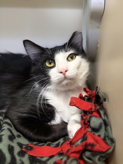 Medium black and white Domestic Medium Hair mix kitten | Katsu