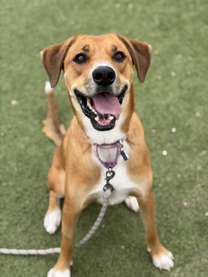 Large brown and white English Foxhound mix dog | Tulsi