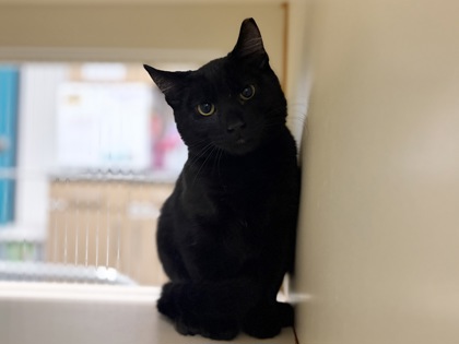 Small black Domestic Medium Hair mix kitten | Higgins