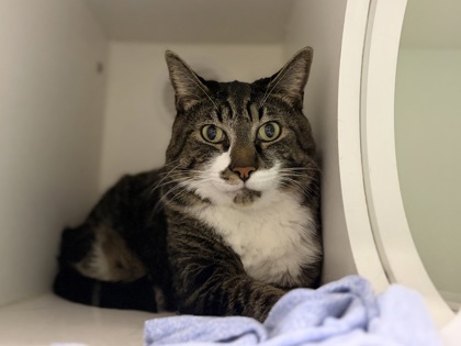 Large brown and white Domestic Shorthair mix cat | Artifact