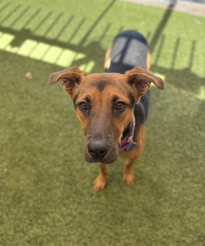 Medium black and brown Australian Cattle Dog mix | Cora