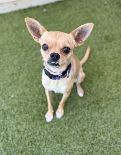 Small tan Short Coat Chihuahua mix dog | Cottage