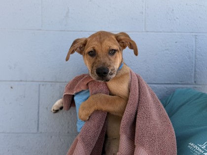 Medium red and white Australian Cattle Dog mix puppy | Mike
