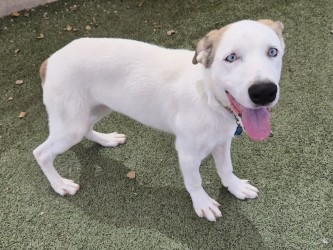 Small white and brown Australian Cattle Dog mix puppy | Elote