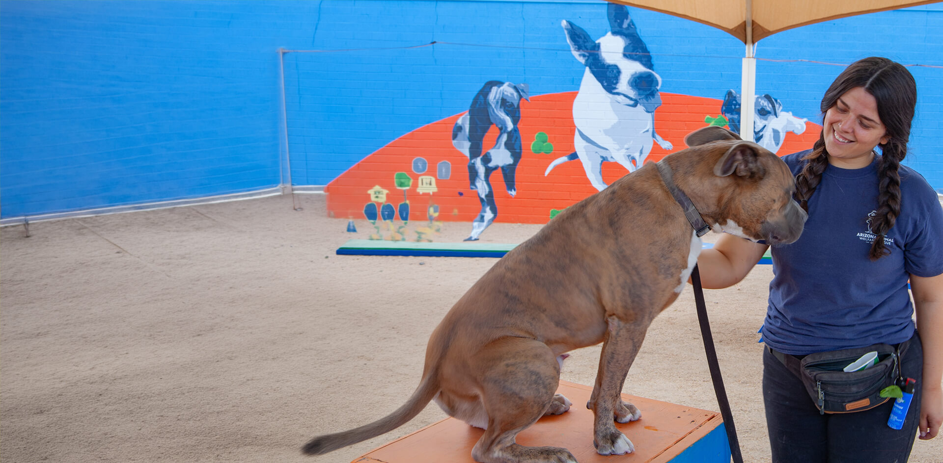 A dog trainer in an AAWL shirt smiles at a brindle dog sitting on an orange training platform, in front of a painted mural of dogs