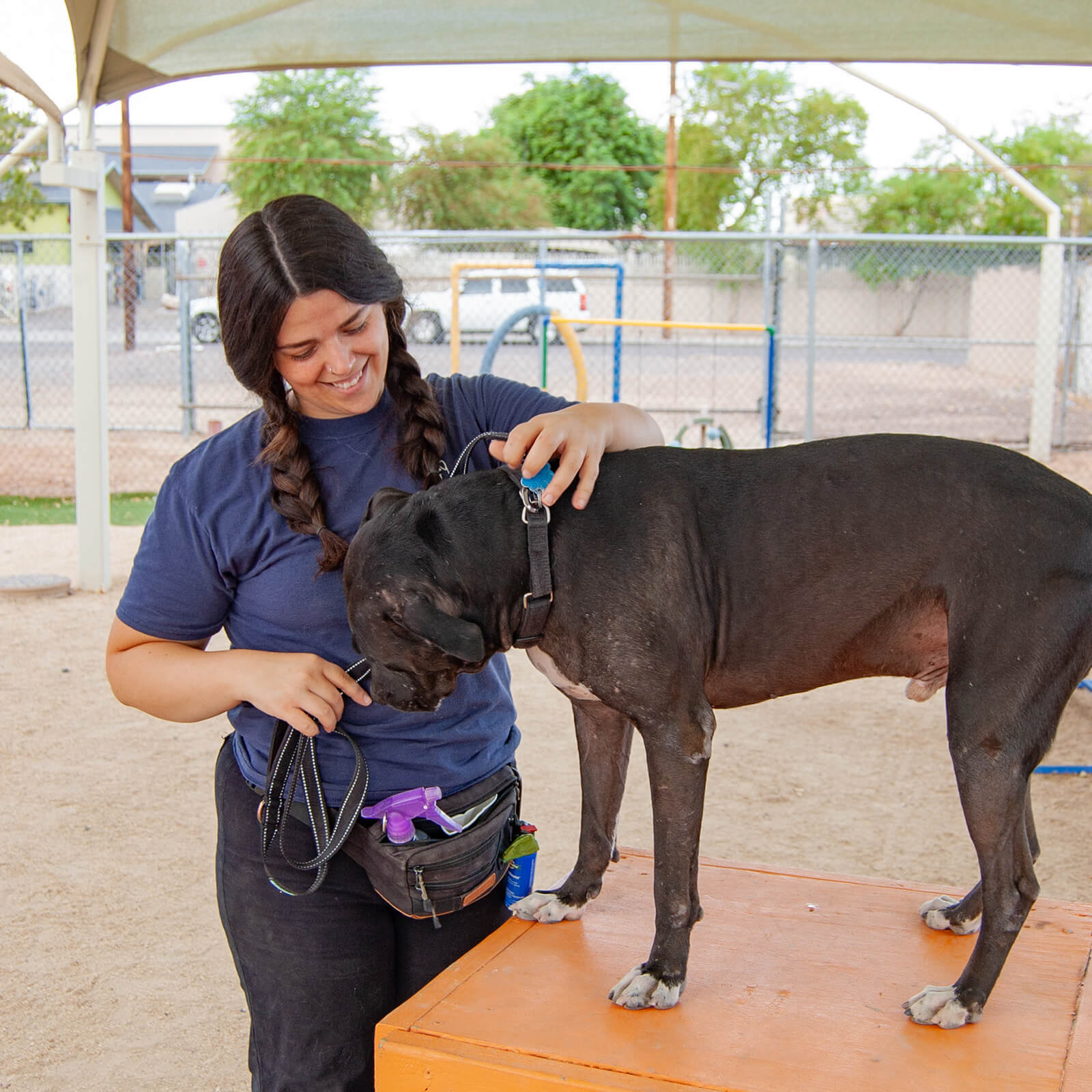 A dog trainer clips a leash onto a large black dog standing on an orange platform in the shaded outdoor training yard