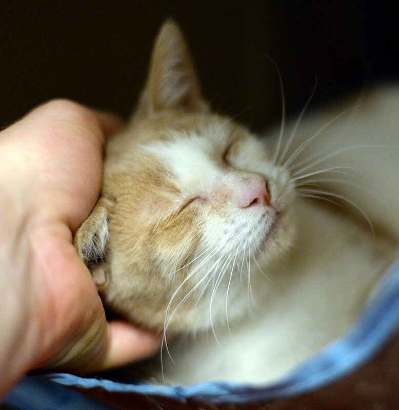 A hand scratches the cheek of a cream and ginger cat, who has its eyes closed contentedly