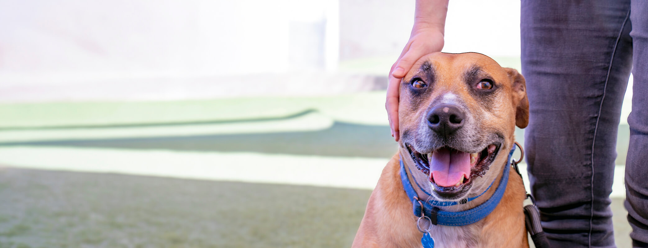 Una persona acaricia la cabeza de un perro color canela con collar azul en el patio de juegos