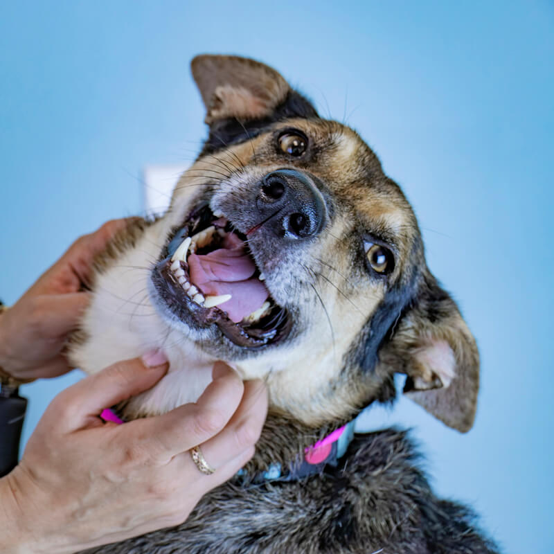 A shepherd mix grins upward while a person scratches under its chin, against a pale blue background