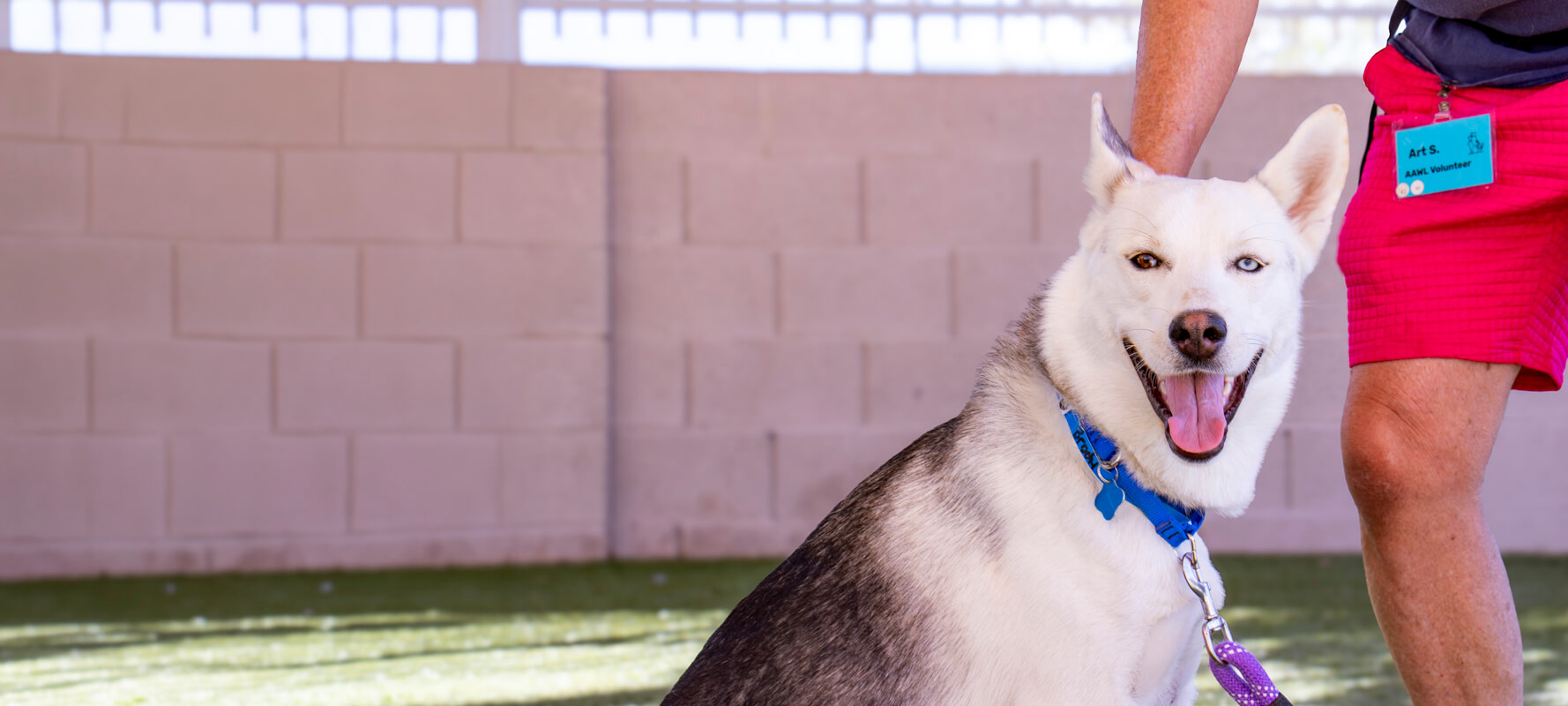 Un voluntario de AAWL junto a un perro husky blanco y gris sentado en el césped con la lengua afuera