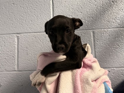 Small black Border Collie mix puppy | Bengal
