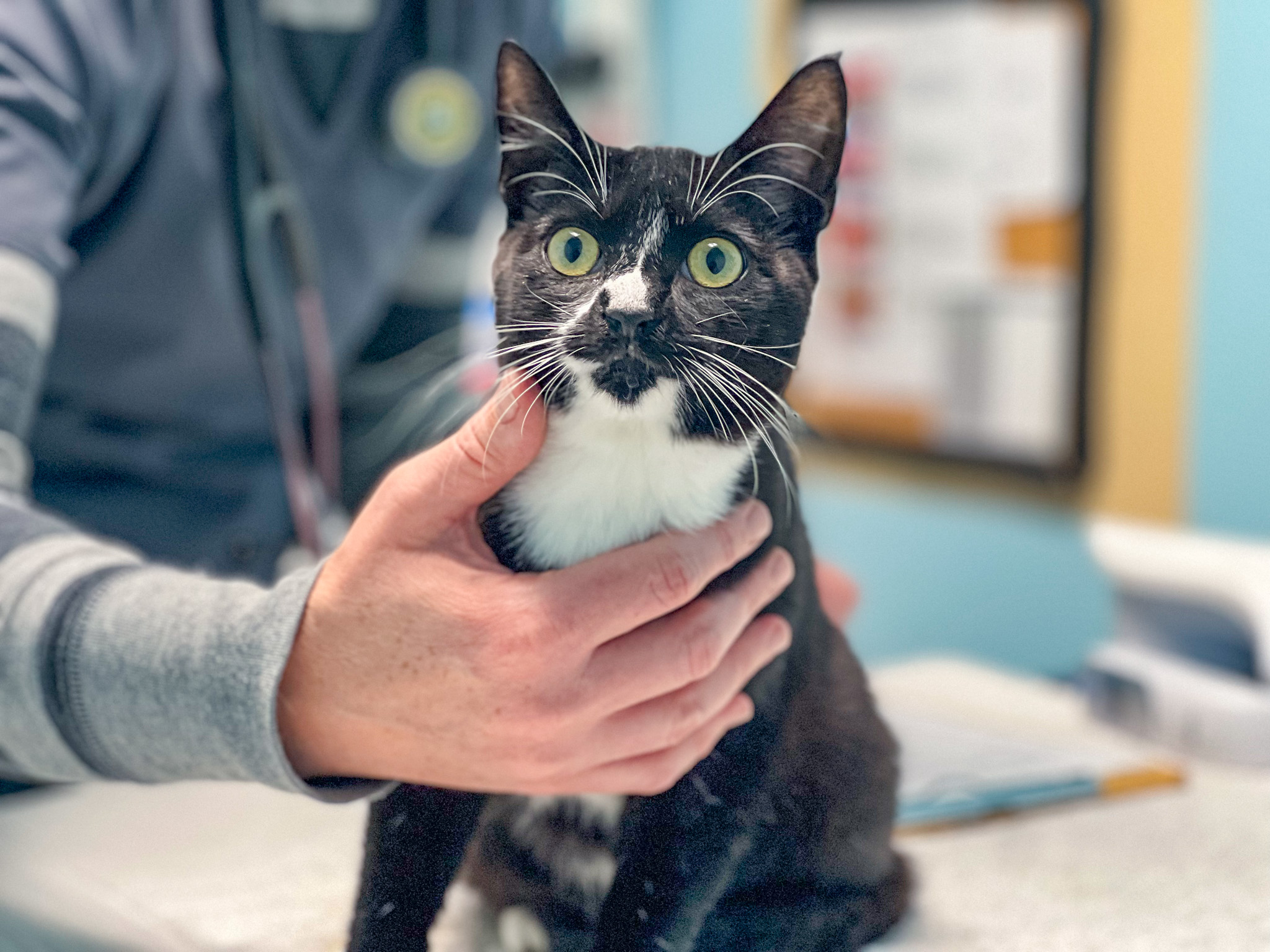 Un gato blanco y negro sostenido con cuidado sobre la mesa de examen por un miembro del personal de la clínica de AAWL