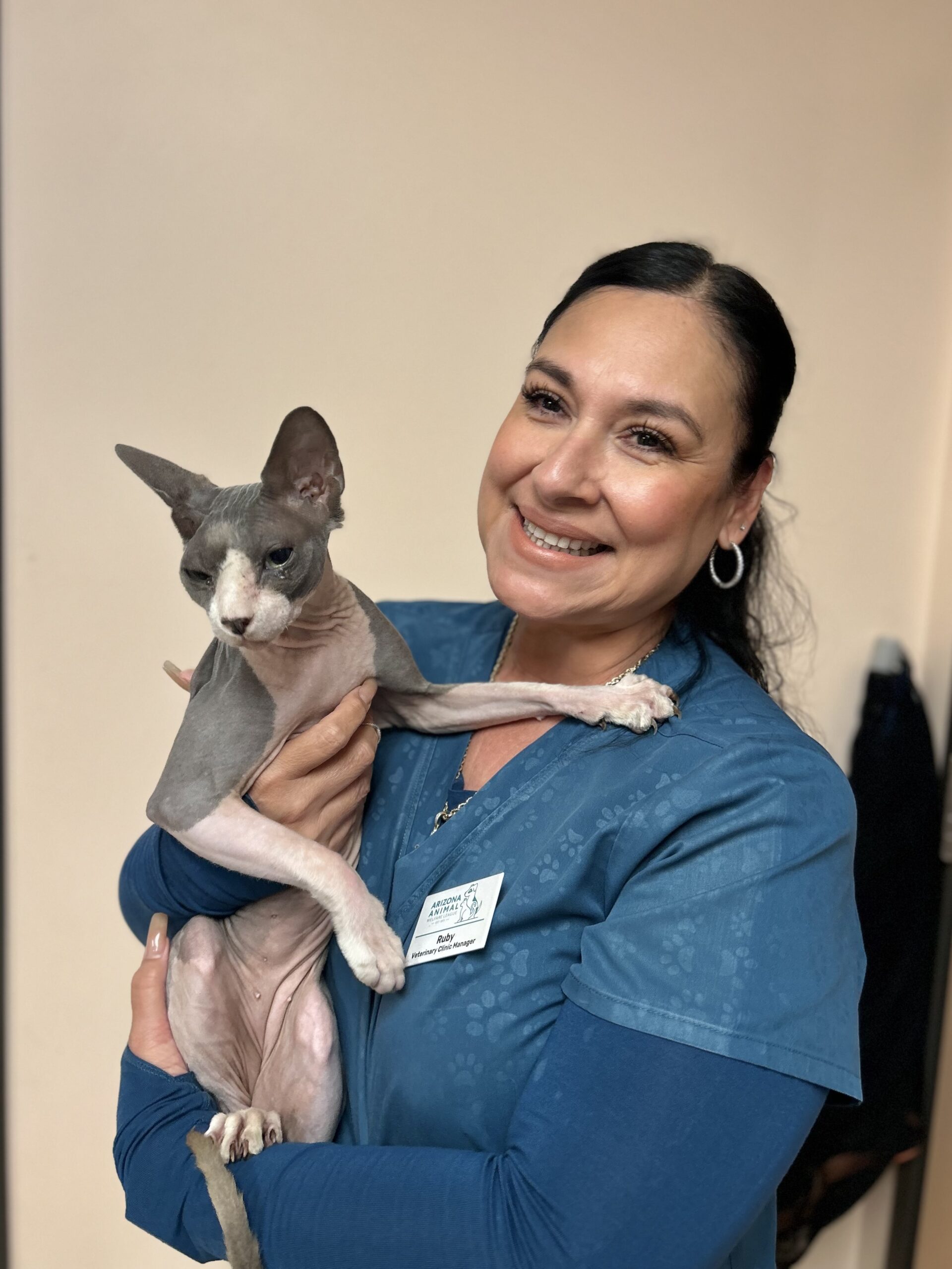 Mujer con uniforme médico azul de la clínica veterinaria sostiene en brazos a un gato sphynx gris de orejas grandes.