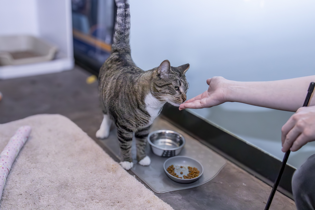 Un gato atigrado de pecho blanco se acerca a la mano extendida de una persona, junto a sus platos de comida y agua