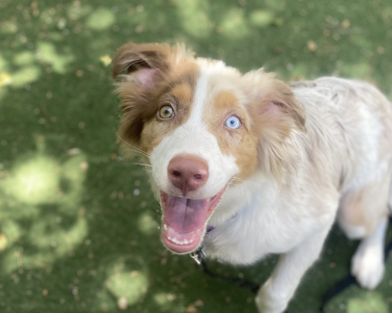 Un perro pastor australiano de pelaje rojo y blanco mira hacia la cámara con la boca abierta en el patio