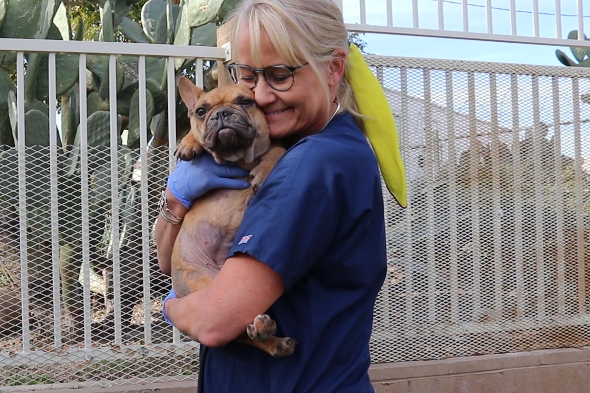 Una integrante del personal de AAWL sostiene en brazos a un bulldog francés color canela al aire libre