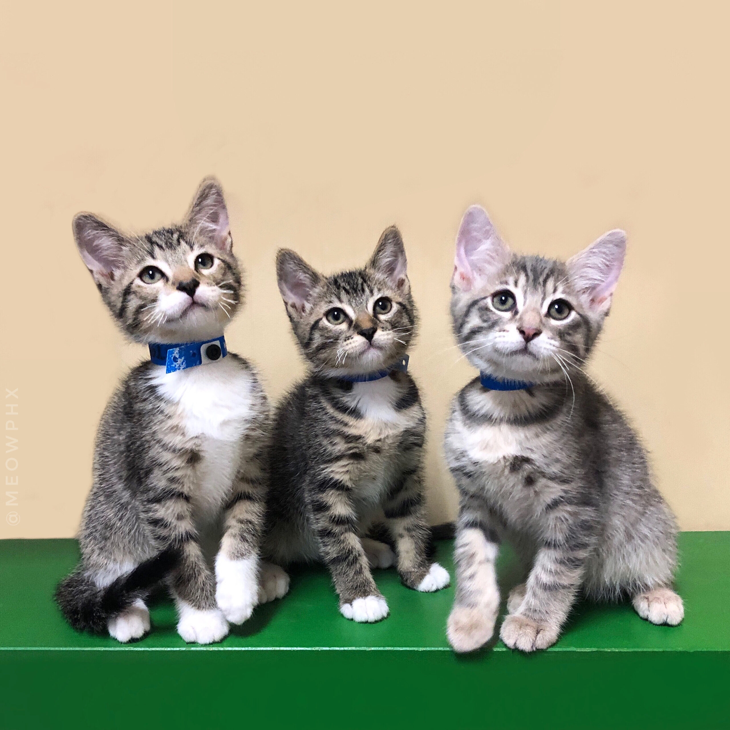 Tres gatitos atigrados con collares azules sentados juntos frente a un fondo claro