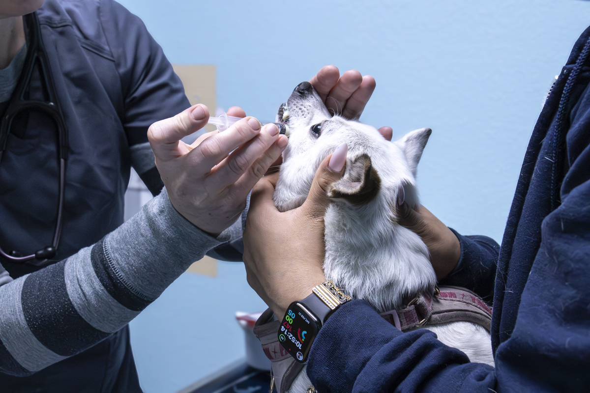 Una veterinaria revisa los dientes de un perro blanco durante un examen de bienestar
