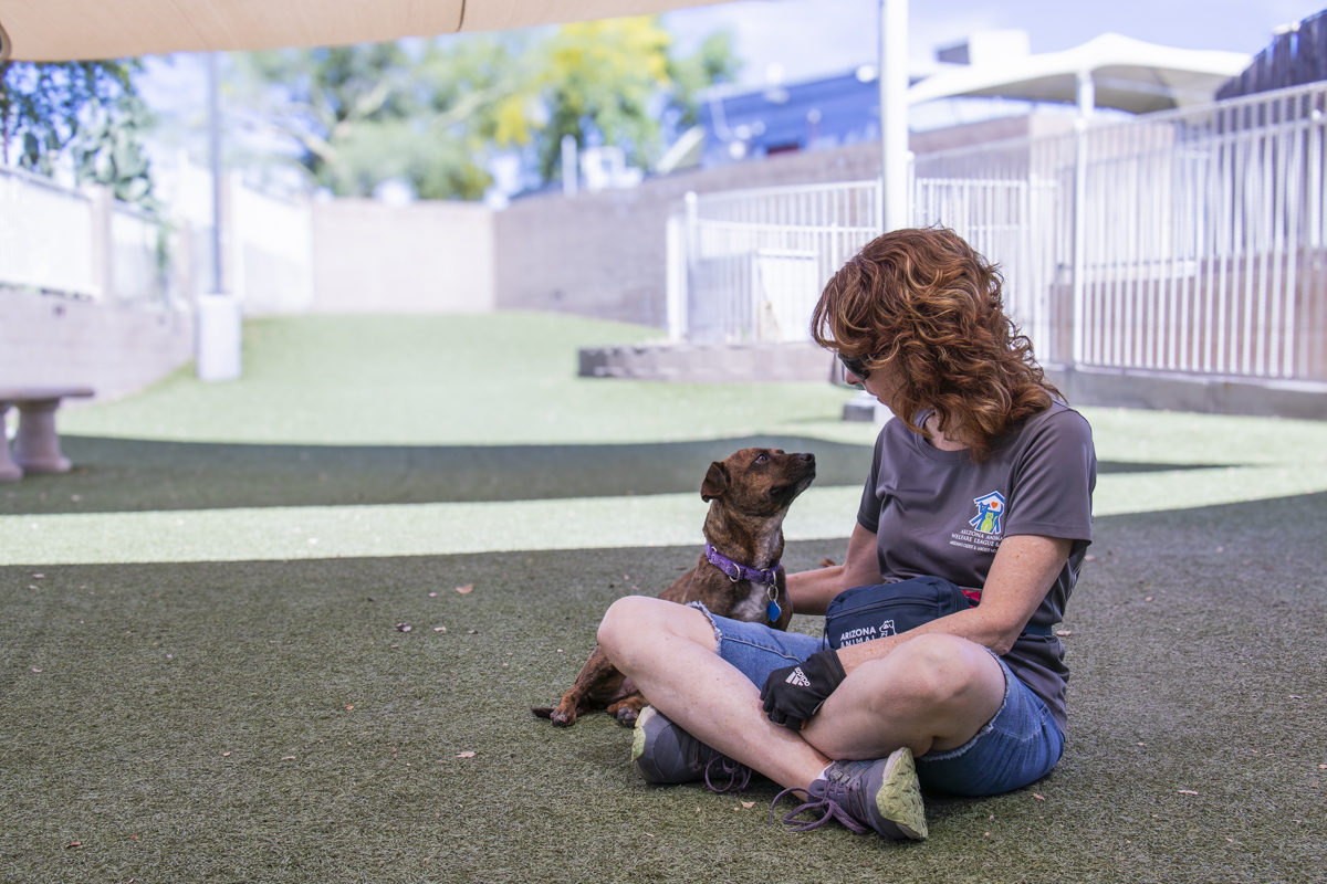 Una voluntaria sentada en el patio del refugio acaricia a un perro pequeño de pelaje café