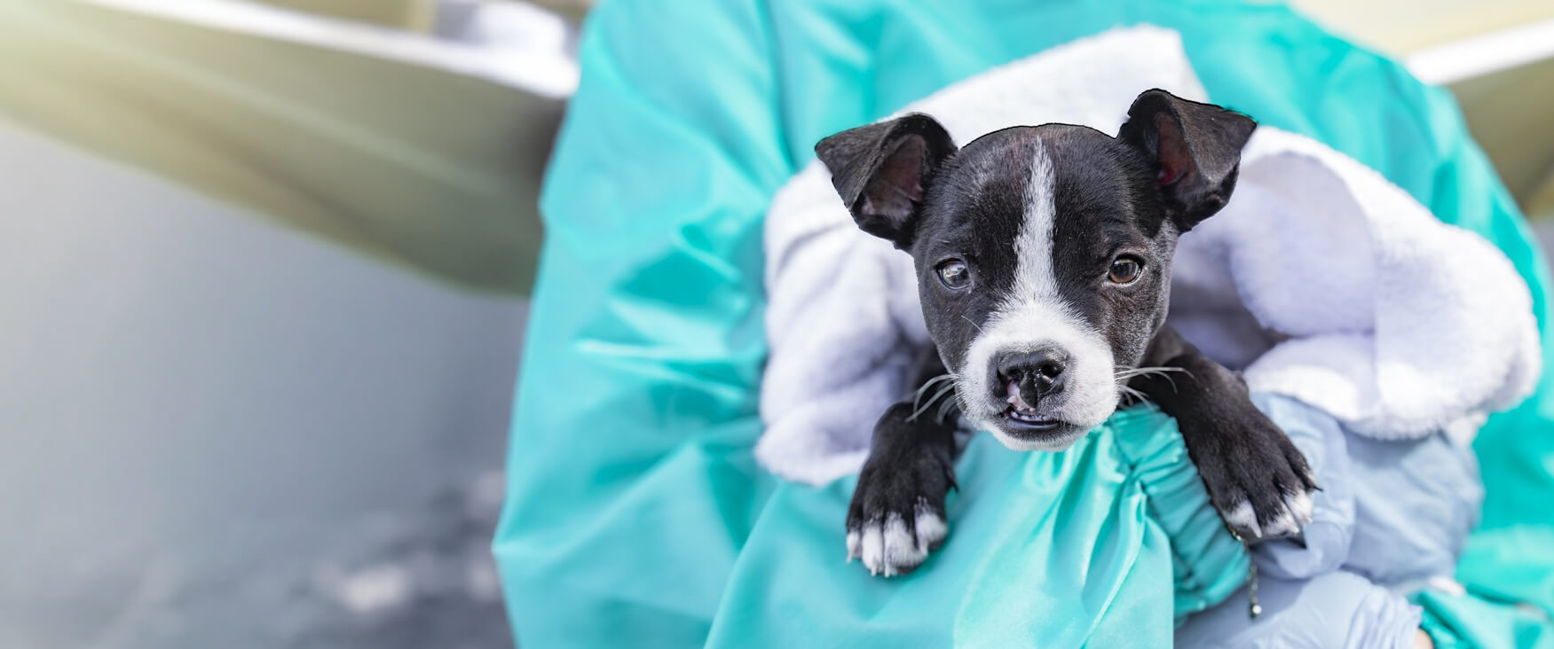 A black and white puppy wrapped in a towel is held in gloved hands against a teal gown, looking toward the camera