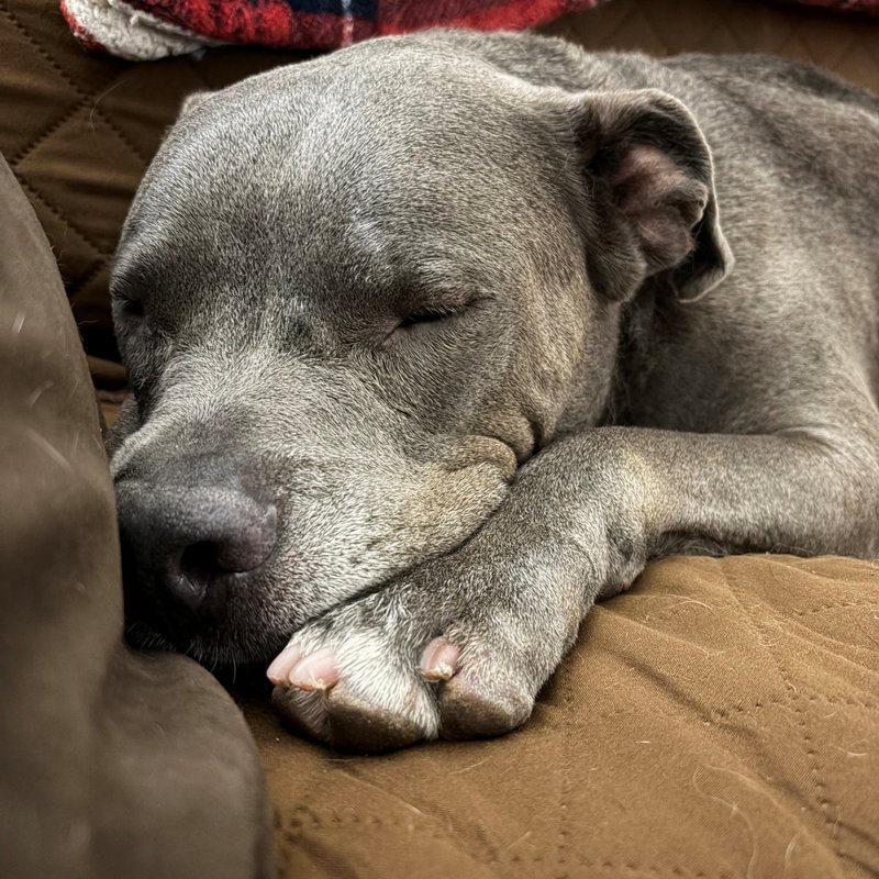 Un perro gris tipo pit bull duerme acurrucado en un sofá café, con el mentón apoyado sobre sus patas delanteras cruzadas